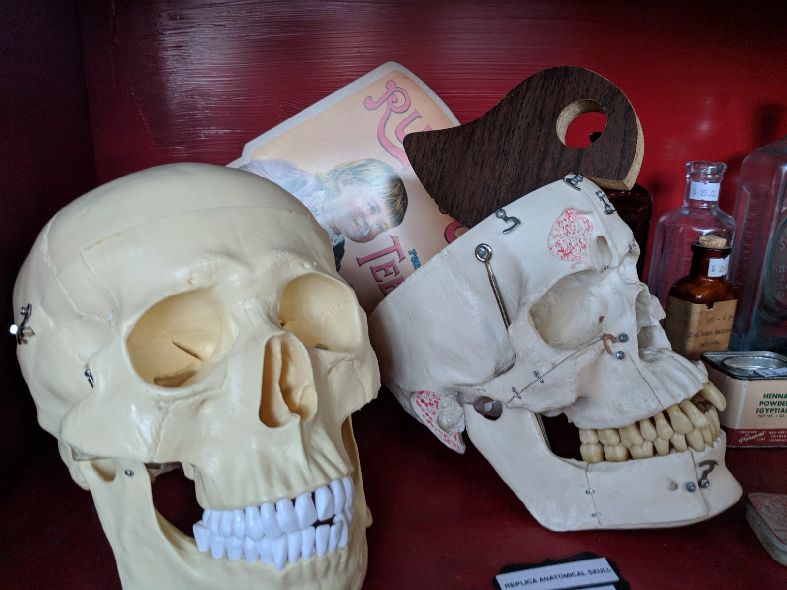 Two anatomical skulls beside the walnut planchette on a shelf of curiosities