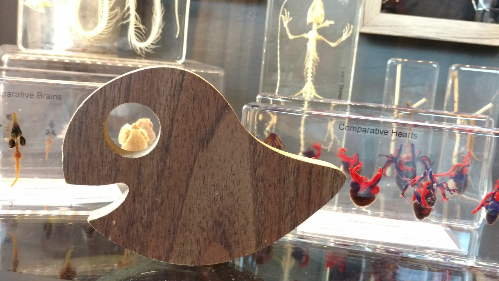 The walnut planchette resting over comparative-anatomy specimen blocks